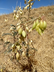Astragalus asymmetricus