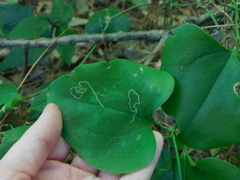Marmara smilacisella