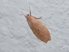 Paralithosia shaowuica