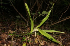 Colchicum umbrosum