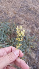 Astragalus douglasii parishii