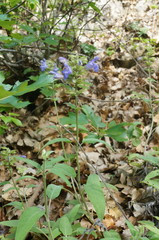 Salvia tomentosa