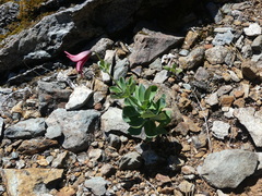 Lilium bolanderi