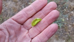 Astragalus douglasii parishii