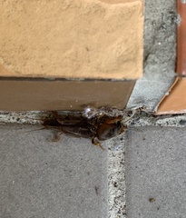 Gryllotalpa orientalis