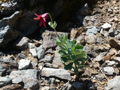 Lilium bolanderi