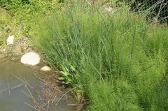 Equisetum × litorale