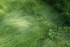 Equisetum × litorale