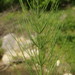 Shore Horsetail - Photo (c) Сергей, some rights reserved (CC BY-NC), uploaded by Сергей