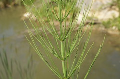 Equisetum × litorale