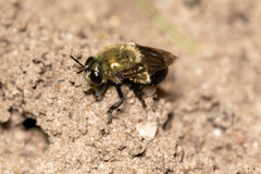 Microdon megalogaster