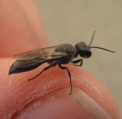 Pemphredonina