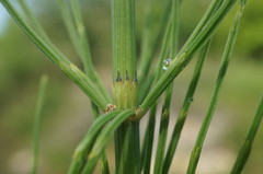 Equisetum × litorale