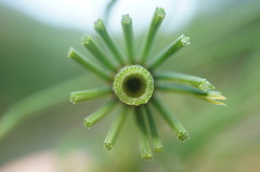 Equisetum × litorale