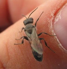 Pemphredonina