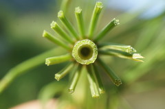Equisetum × litorale