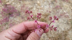 Chorizanthe fimbriata