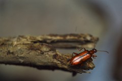 Statira
