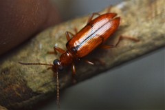 Statira