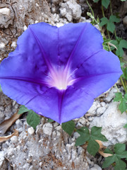 Ipomoea laeta