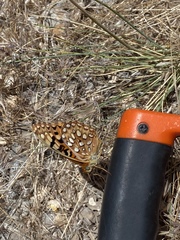 Speyeria coronis carolae