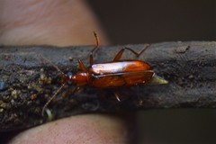 Statira