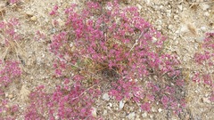 Chorizanthe fimbriata