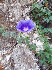 Ipomoea laeta