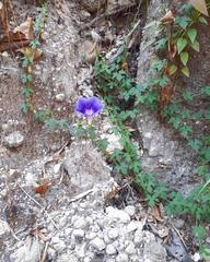Ipomoea laeta