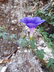 Ipomoea laeta