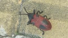 Coraliomela quadrimaculata