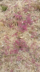 Chorizanthe fimbriata