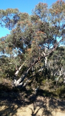 Eucalyptus piperita