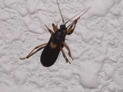 Ectomocoris cordiger