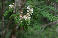 Robinia viscosa