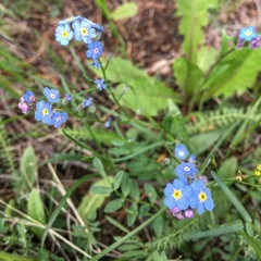 Myosotis asiatica