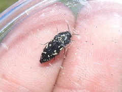 Acmaeodera ornata