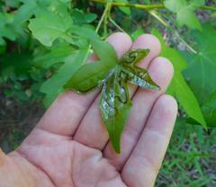 Phyllocnistis liquidambarisella
