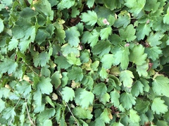 Micranthes odontoloma