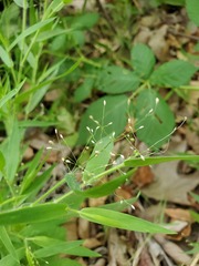 Dichanthelium lanuginosum