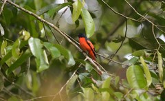 Pericrocotus miniatus