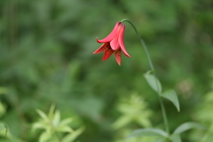 Lilium grayi