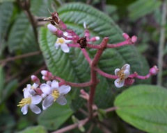 Miconieae