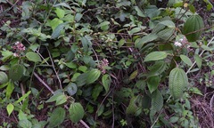 Miconieae