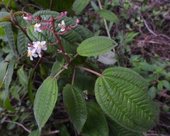 Miconieae