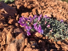 Astragalus spatulatus