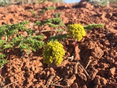 Lomatium foeniculaceum