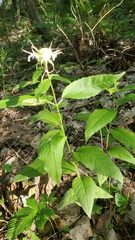Monarda clinopodia