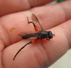 Chalcosyrphus vecors