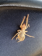 Eremobatinae
